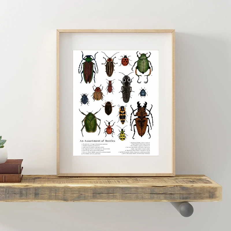 Assortment Of Beetles Wall Art Prints