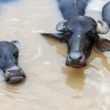 Water buffalos in Ganges River  Varanasi  India Poster Print by Ali Kabas (34 x 23)