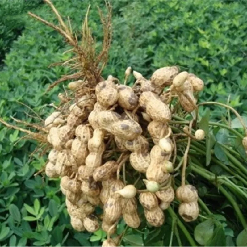 

10pcs/pack bonsai Peanuts, Peanut, Chinese Characteristics Plants particles Non-GMO grain crops Edible food for Farm