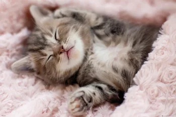 

Blankets Comfort Warmth Soft Cozy Air conditioning Easy Care Throw Blanket Funny Couch Cute Kitten Sleeping Cat