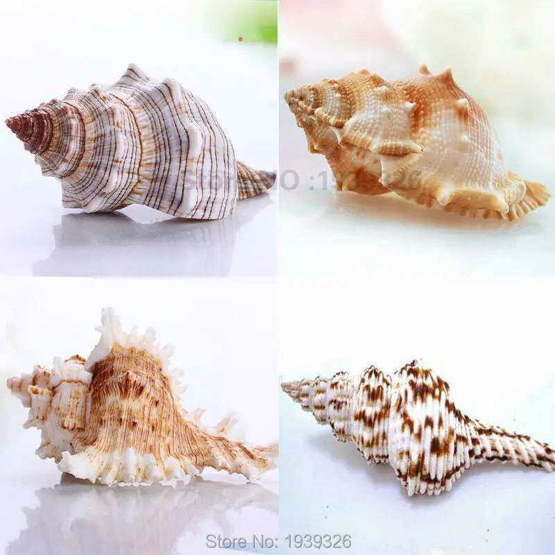 

Natural Big Conch 5-10cm*Free Gift 60 pcs Small White Conch Fish Aquarium Decoration Mediterranean Beach Concha Sea Shell Craft