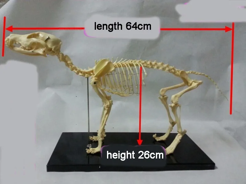 Модель скелета животных Собака Скелет кошка образовательная модель скелета модель