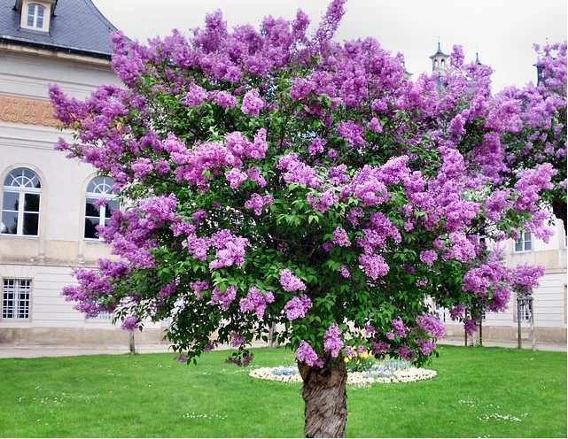 10seedsbag home garden plant old fashion french lilac flower shrub tree seeds free shipping - Trees For Home Garden 10seedsbag home garden plant old fashion french lilac flower shrub tree seeds free shipping - Trees For Home Garden