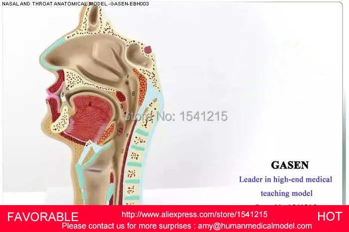 HEAD ANATOMY MODEL,MOUTH THROAT MODEL SIDE OF BLOOD VESSELS AND NERVES,ORGANS MODEL NASAL CAVITY AND THROAT MODEL-GASEN-EBH003 HEAD ANATOMY MODEL,MOUTH THROAT MODEL SIDE OF BLOOD VESSELS AND NERVES,ORGANS MODEL NASAL CAVITY AND THROAT MODEL-GASEN-EBH003