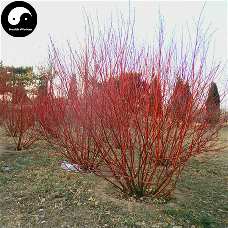 Buy Swida Alba Opiz Tree Semente 30pcs Plant Cornus Alba Tree Hong Rui Mu