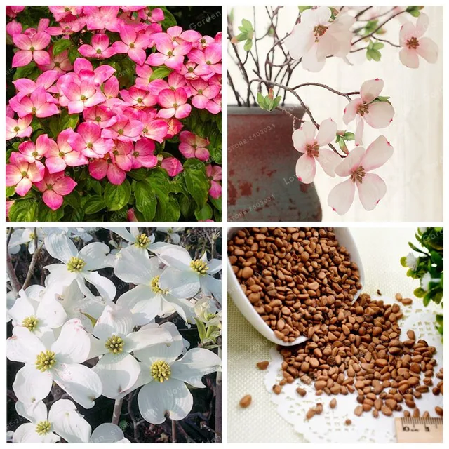 kousa dogwood ornamental plant