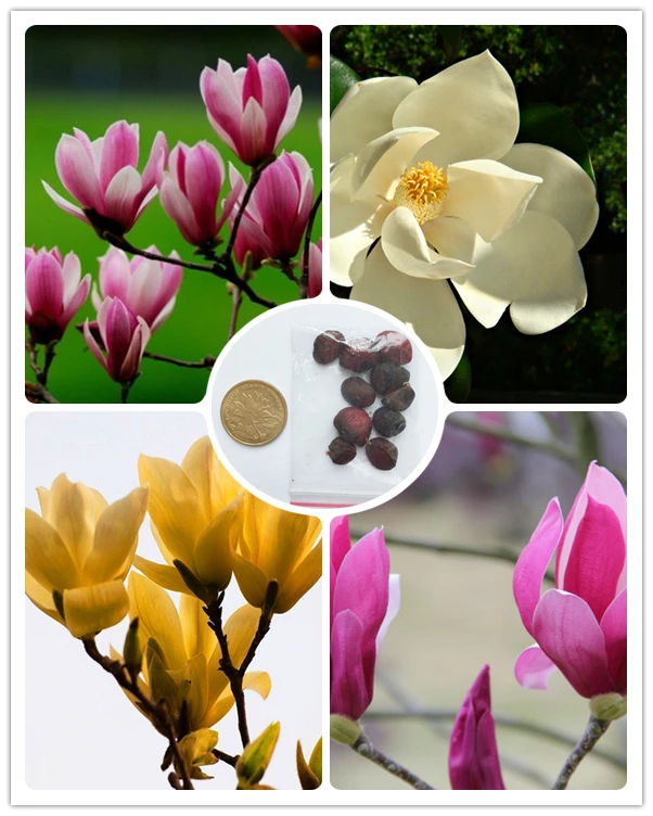 

Rare 10 pcs Dark Red Yulan Magnolia Grandiflora Flower for home garden DIY ornamental-plant Light Fragrant Garden Tree