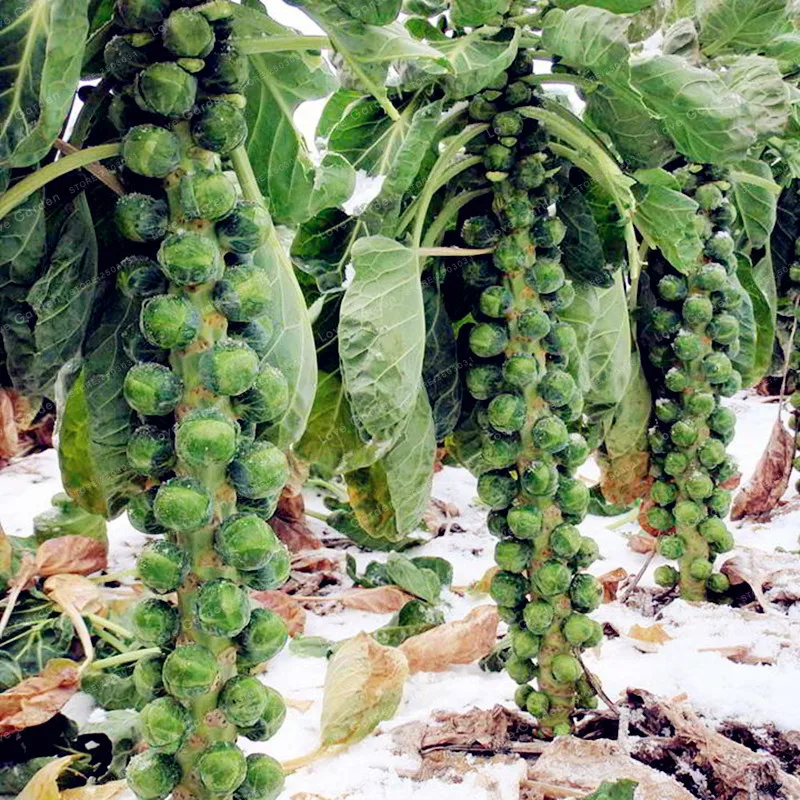 100 шт. мини капуста Brussel Sprouts бонсай Long Island Heirloom органический негмо овощей бонсай для дома и сада