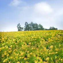 Пейзаж желтые цветы дерево фотографии фоны реквизит для фотостудии фон 5x7ft