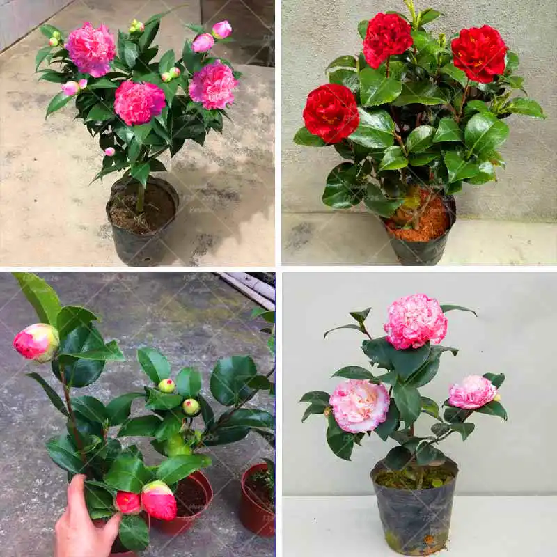 

10PCS/Bag Camellia bonsai plant flower plant indoor and outdoor potted plants family garden decorative plants