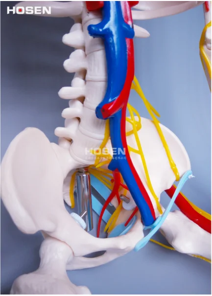 Стандартная модель скелета человека 85 см модель цитоскелета с сердцем и лозой, с нервами и сосудов