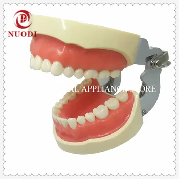 

Dental Adult Teeth Model with28pcs screw-in teeth/Standard Adult Dental Teeth Model with sfot gum/Dental Leaning tooth model