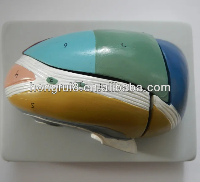 

Medical Anatomical Brain, Enlarged Thalamus Model