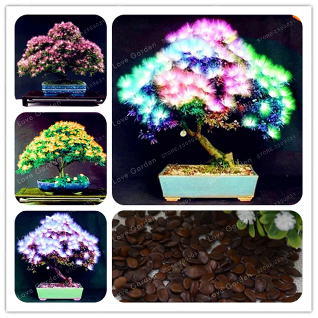 78+ Gambar Bunga Bonsai Paling Bagus 78+ Gambar Bunga Bonsai Paling Bagus
