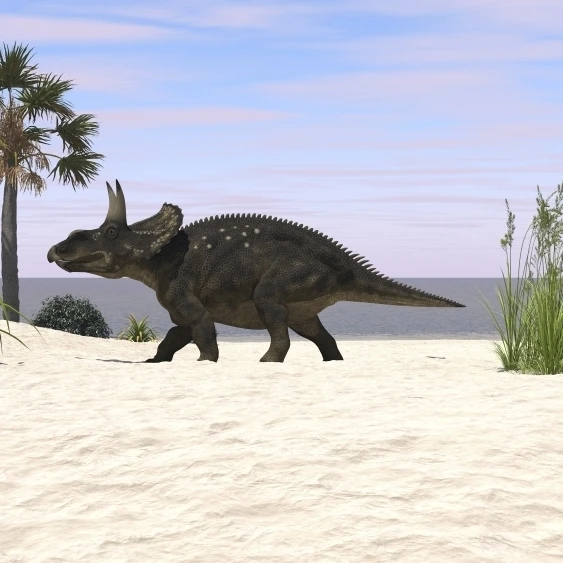 Triceratops walking along a prehistoric beach landscape Poster Print (37 x 21)
