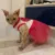 Весна и Лето Pet Dog Cat Puppy Tutu Princess Dress Cute Heart Printed Lace Skirt Clothes Pet Cat Apparel Свадебные платья
