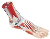 

Anatomical Human Anatomical Models for High Simulation Adult Natural Large 1: 1 Pedal