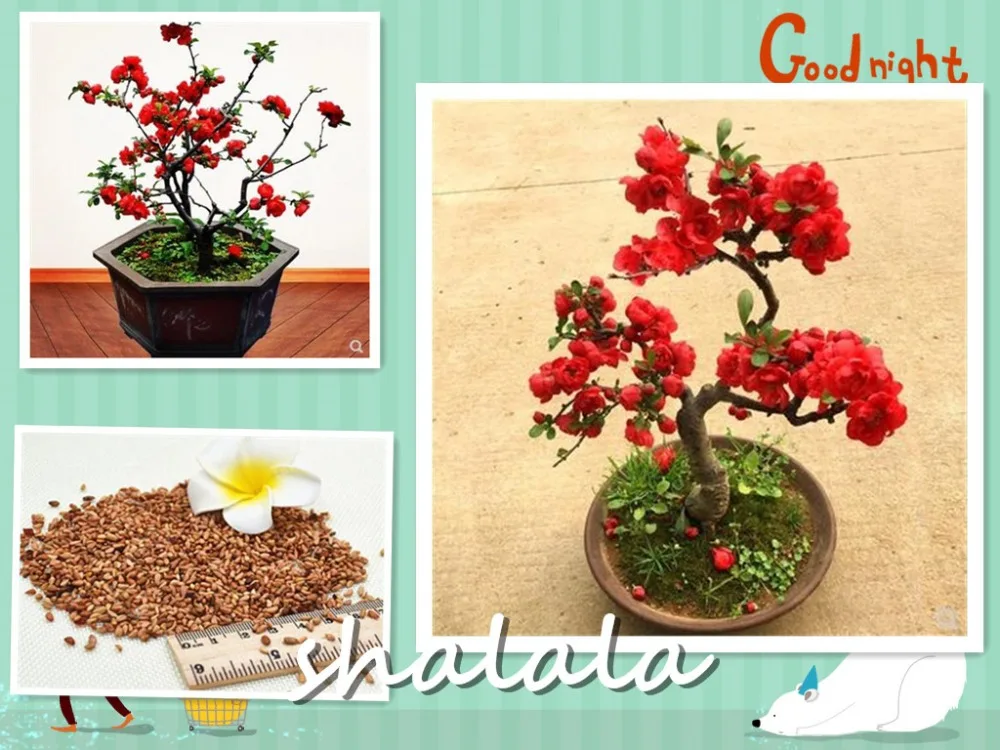 

100 Pcs/Bag Bonsai flora Rose plant So Charming Rose Flower plant Rare And Precious Perennial Flowers Plant For Home Garden