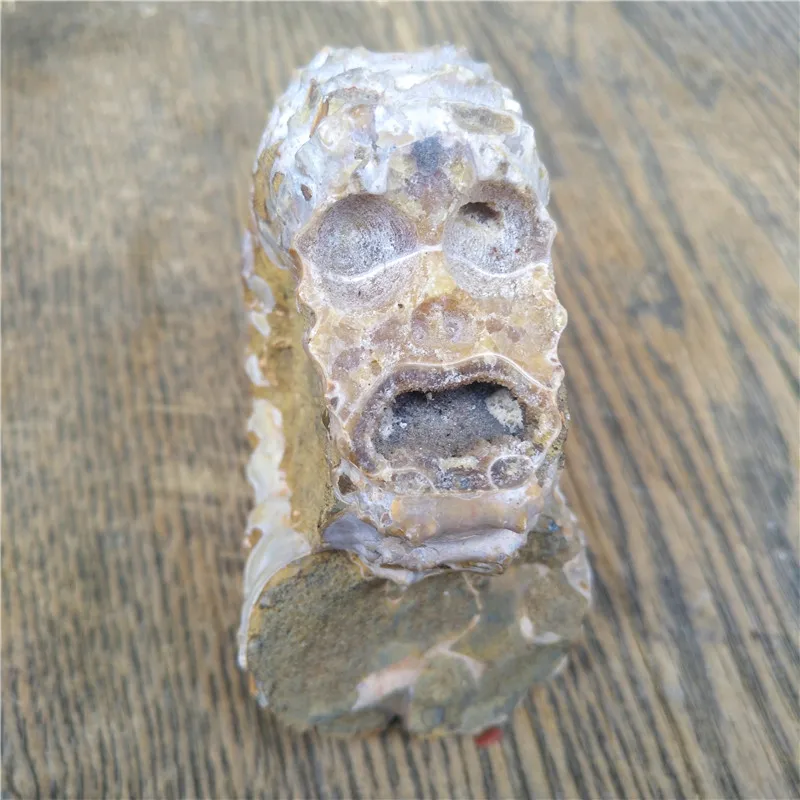

Natural conch fossil crystal skull