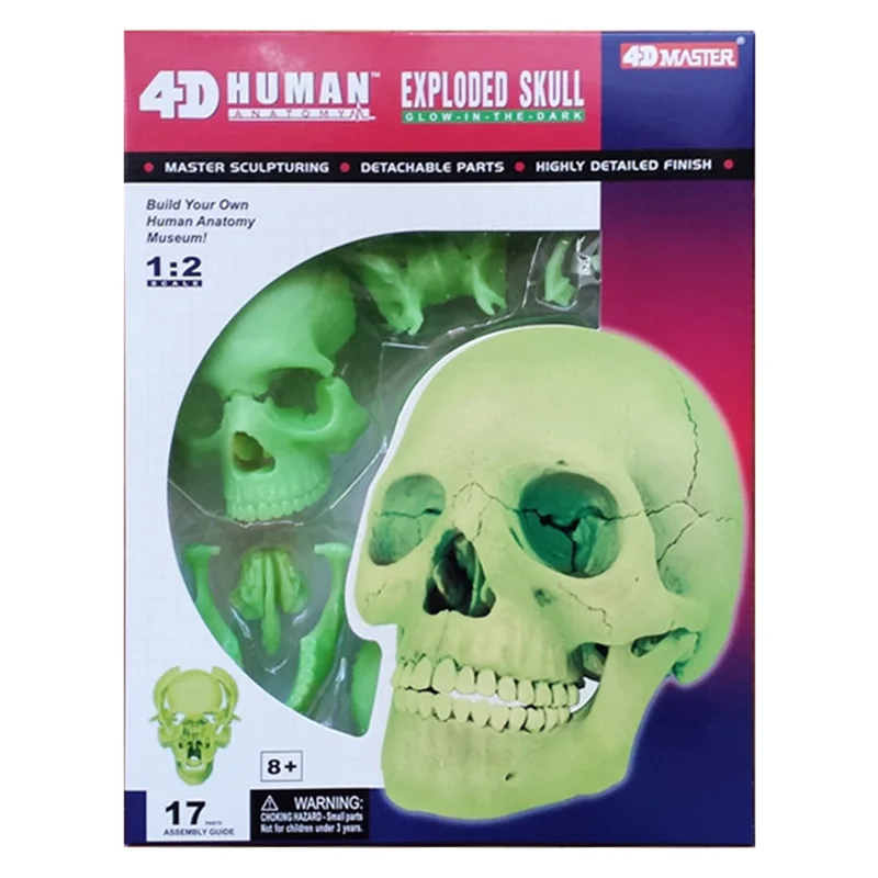 4D флуоресцентная человеческая голова череп органов сборка мастер медицинский манекен Естественная модель головы кольцо в форме скелета