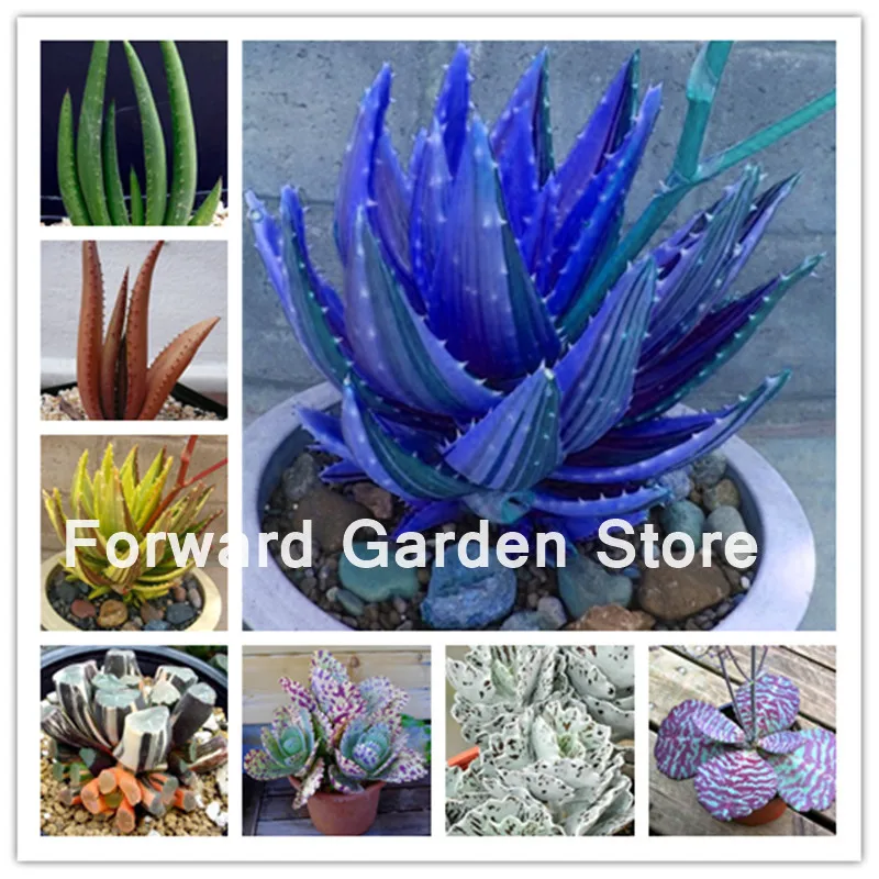 

200 Pcs Aloe Cacti Bonsai Excellent Houseplants Succulent Aloe Vera Bonsai Use Beauty Edible Cosmetic Bonsai Planting For Garden