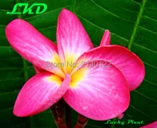 7 15inch Rooted Plumeria Plant Thailand Rare Real Frangipani Plants no83 fescinasion