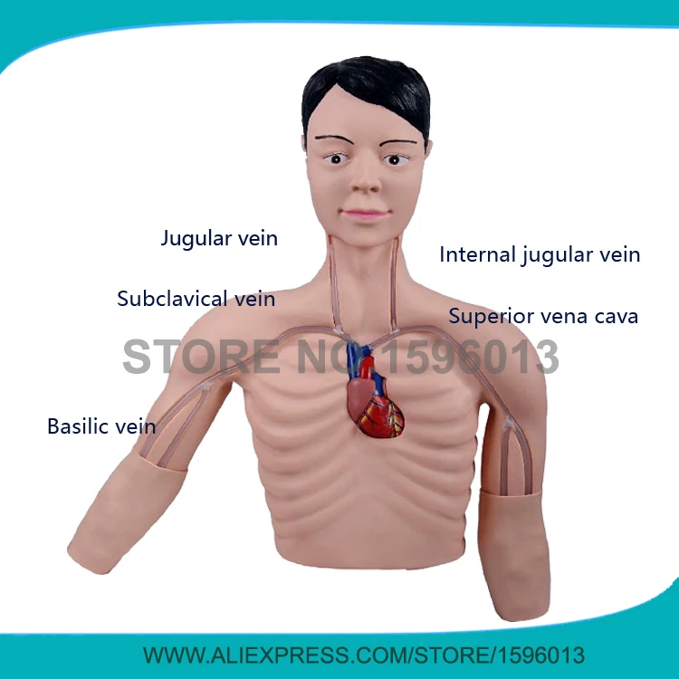 PICC Intervention Simulator Model, Peripherally Inserted Central Catheter Intervention Simulator Model peritoneal dialysis simulator model