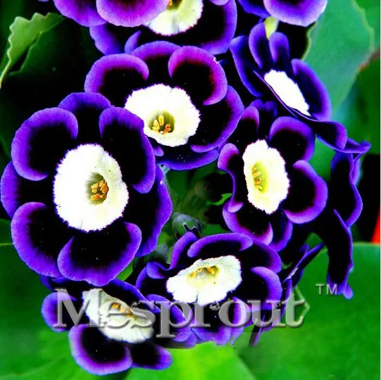 

Hot Sale! Promotion! Scarce Rare Phantom Tricolor Petunia Flower Bonsai 200 PCS/pack Garden Bonsai Petunia ME0732 ME#1032