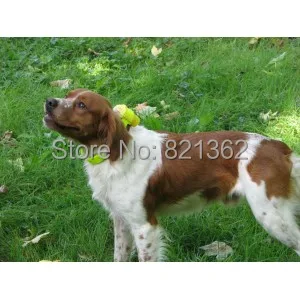 

Waterproof Hunting Dog Beeper as Dog Training Equipment Beep for Bird Hunting Product
