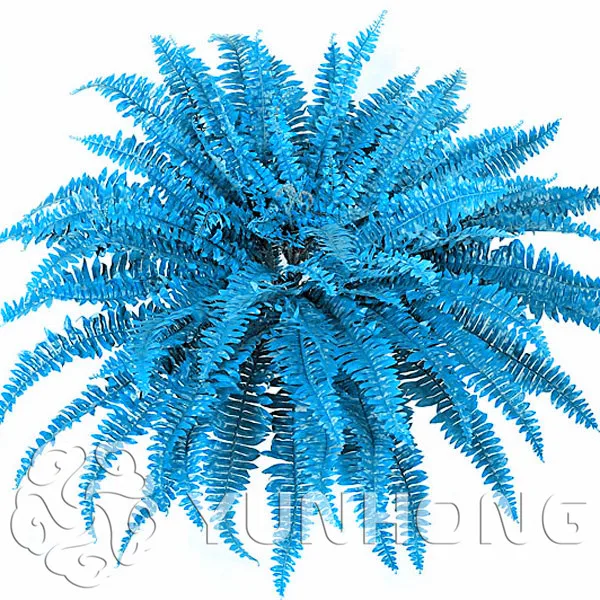

New Arrival! Great Promotions 100PCS rare Silla beautiful green Boston Fern Bonsai easy to grow in the home garden