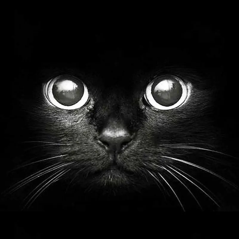 

5D DIY Diamond Painting Cat Picture Of Rhinestones Cross Stitch For Cats Square Diamond Embroidery Mosaic Painting By Numbers