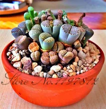 100 seeds Lithops Pseudotruncatella Living Stone Rare Succulent Seeds Home Garden Plant seeds