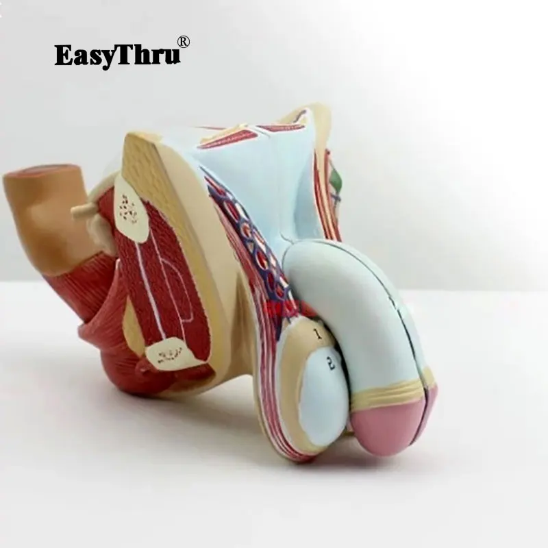 

Medical Human Male Reproductive Organ Structure Model Genitourinary System Medical Gift Urology Testicle Medical Training
