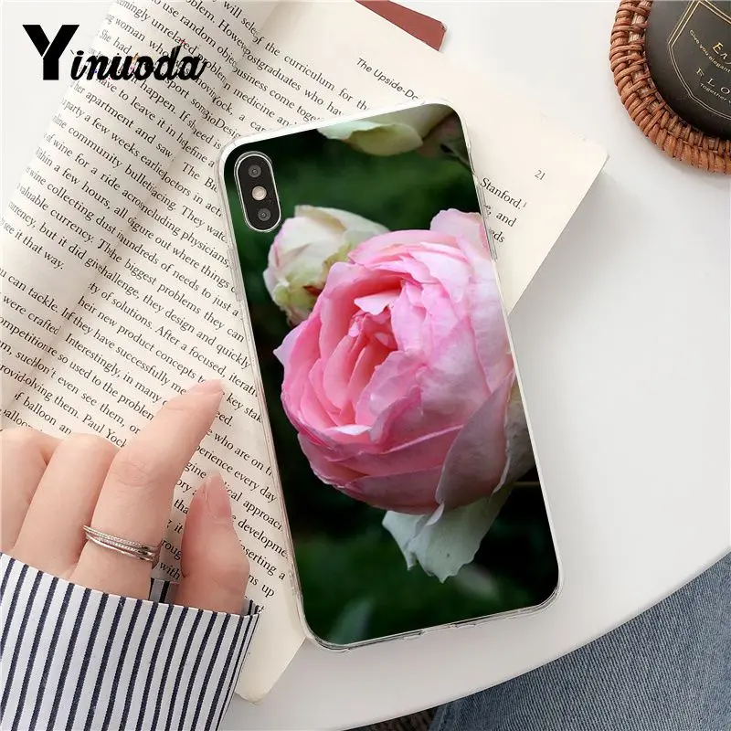 Pink Peonies