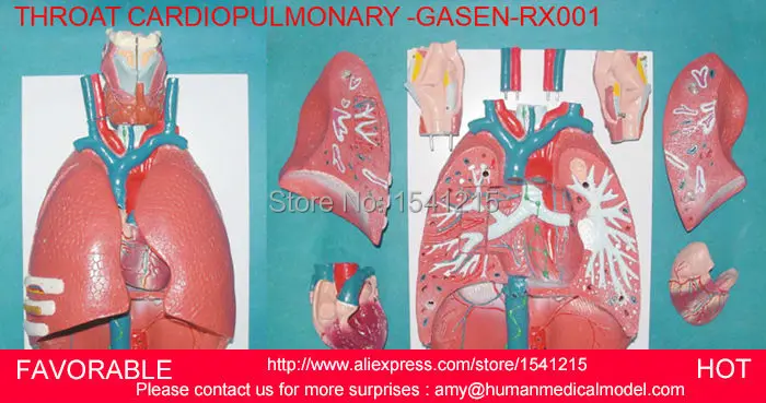 

LARYNX ,HEART AND LUNG MODEL RESPIRATORY SYSTEM MODEL,ANATOMY LARYNX,HEART AND LUNG MODEL,RESPIRATORY SYSTEM MODEL-GASEN-RZHX001