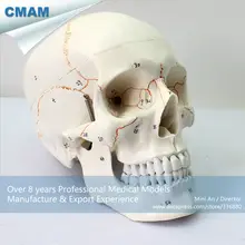 CMAM-SKULL05 Human Skull Labeled Models for Medical Science