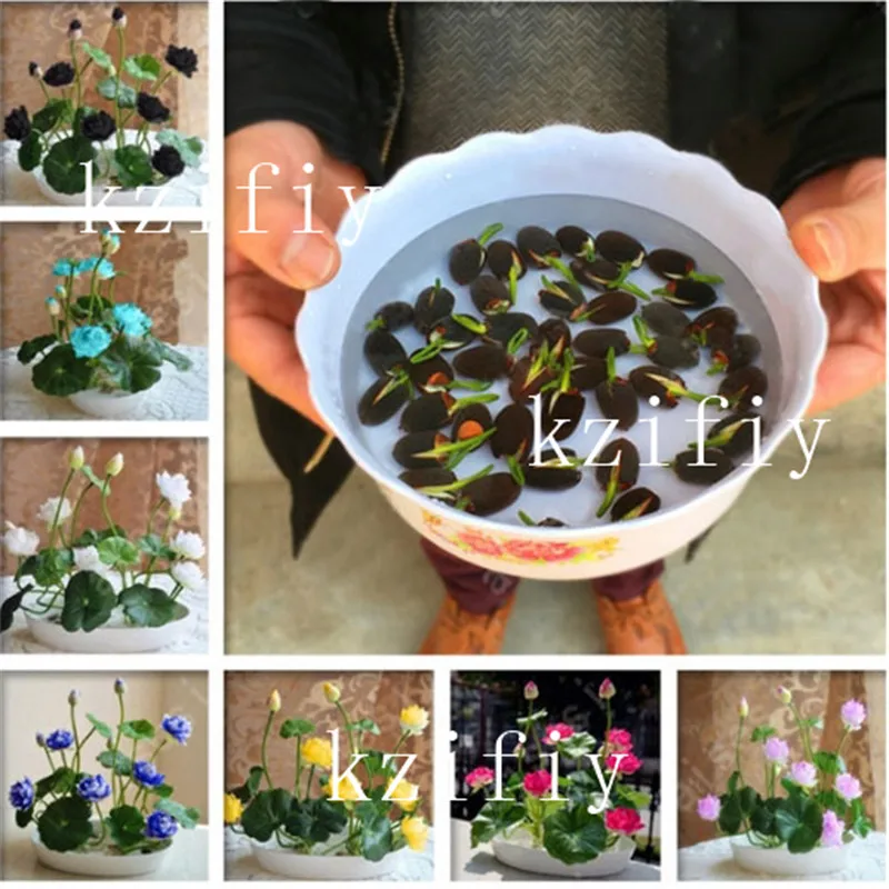 

5pcs / bag, bowl lotus bonsais, blue, pink, white