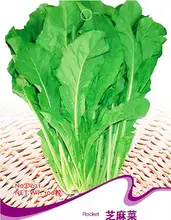 Rocket Salad Seeds Arugula Vegetable Plant D021