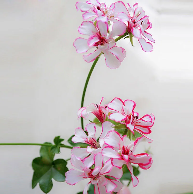 

Unique White Red Edge Geranium Perennial Flower Pelargonium Flowers for Rooms 20PCS