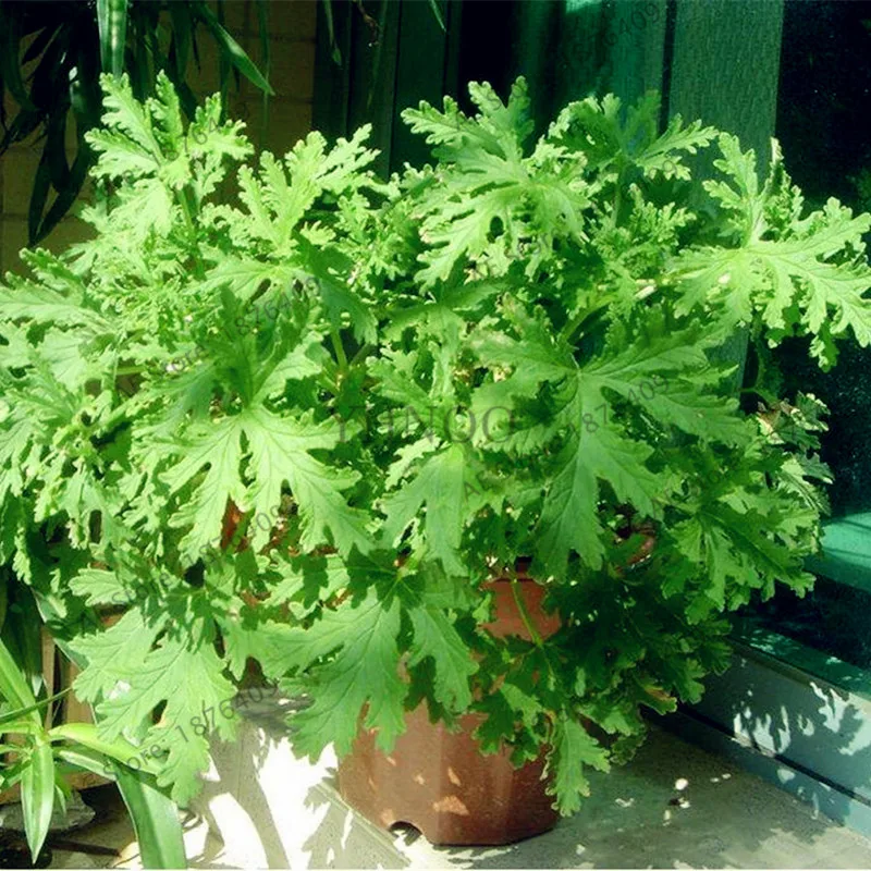100 Pcs/bag Mosquito Repelling Grass bonsai Mosquito Killer Sweetgrass flores Garden and Home Hurb Plant easy planting 100 Pcs/bag Mosquito Repelling Grass bonsai Mosquito Killer Sweetgrass flores Garden and Home Hurb Plant easy planting
