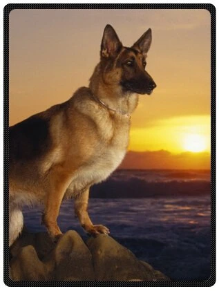 Chaud Tour Drole Mignon Pet Chien De Berger Allemand Photos Polaire Throw Blanket Peluche Aliexpress