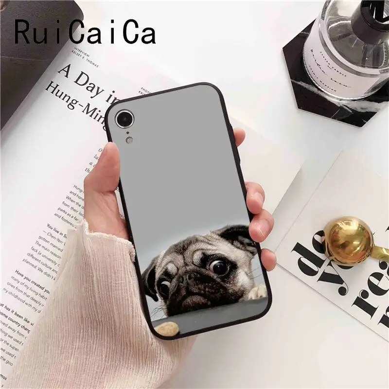 Animal Cute Pug Dog