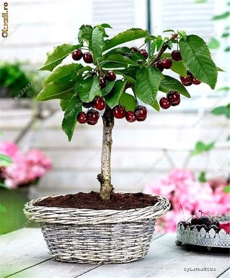 30 Pcs Mini Bonsai Dwarf Cherry Tree Seeds, Indoor Outdoor Plant ... 30 Pcs Mini Bonsai Dwarf Cherry Tree Seeds, Indoor Outdoor Plant ...