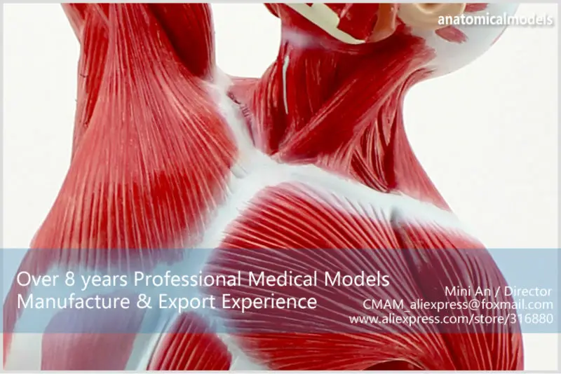 MUSCLE05 CMAM model Male Muscles Of Anatomical Model 5