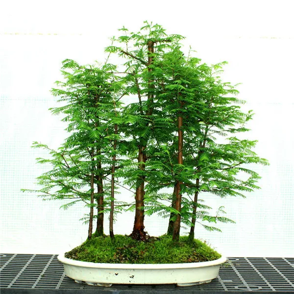 

100Pcs Dawn Redwood Forest Bonsai Metasequoia glyptostroboides Grow Your Own Bonsai Tree for home garden Free shipping
