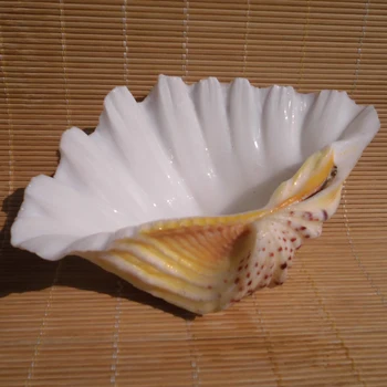 

Aqumotic Sea Shells Large 1pc Natural Shell Specimen Flower Shell Home Decoration Plate Fruit Dish Each is Unique
