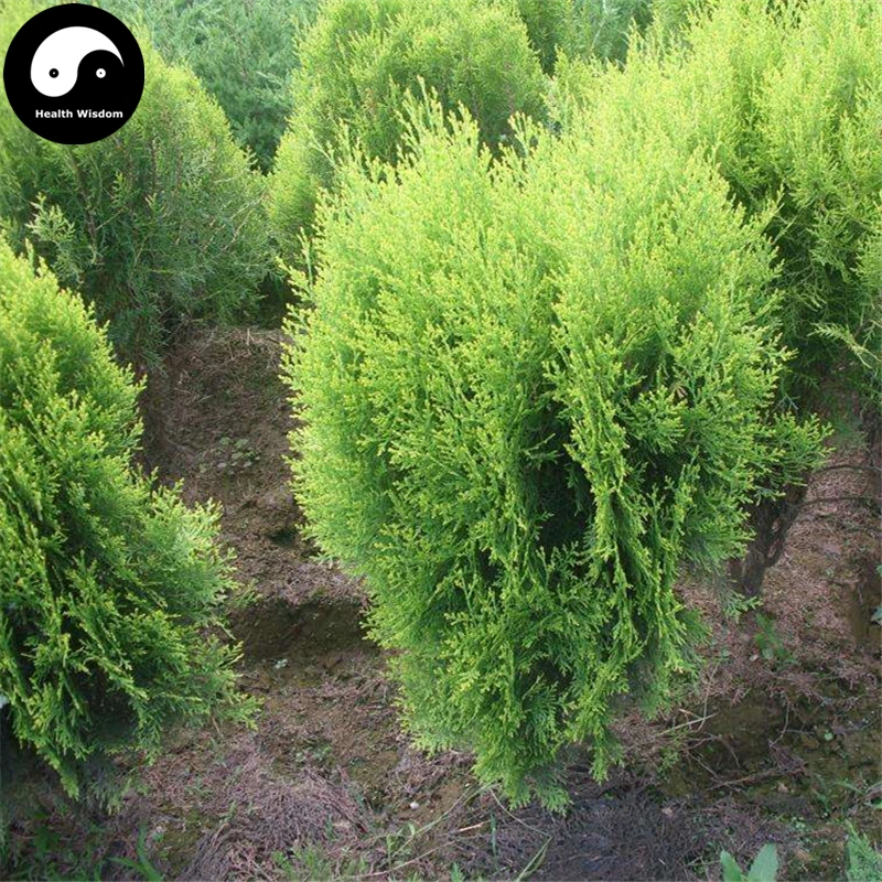 

Buy Sabina Chinensis Tree Semente 120pcs Plant Arborvitae For Chinese Sa Jin Bai