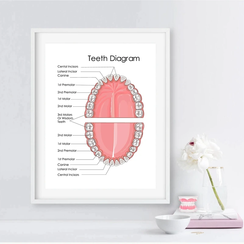 Диаграмма человеческих зубов, печать, стоматологическая клиника, настенное искусство, медицинское образование, диаграмма, биология, плакаты, холст, живопись, доктор, офисный Декор