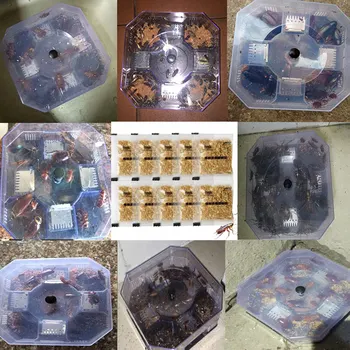 

10 Pcs Cockroach Killing Bait Pest Control Powerful Cockroach Killing Bait Kitchen Household Using MYDING