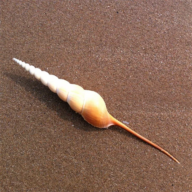 

16-20CM Martin's Tibia Marrat The Phoenix Screw Flute Screw Rare Conch Furnishing Articles Home Wedding Decoration Accessories